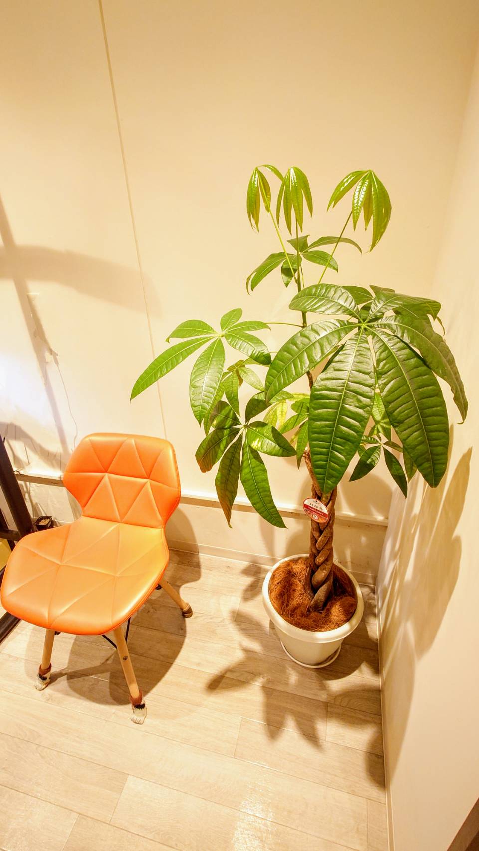 観葉植物のある明るい店内