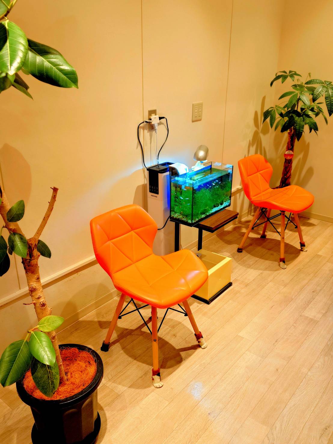 観葉植物と水槽のある店内